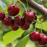 Sweet Ukraine Cherry Tree