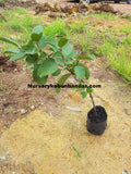 Taiwan Watermelon Guava tree - Malaysia Online Plant Nursery