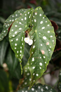 Begonia Maculata (Big Dot)