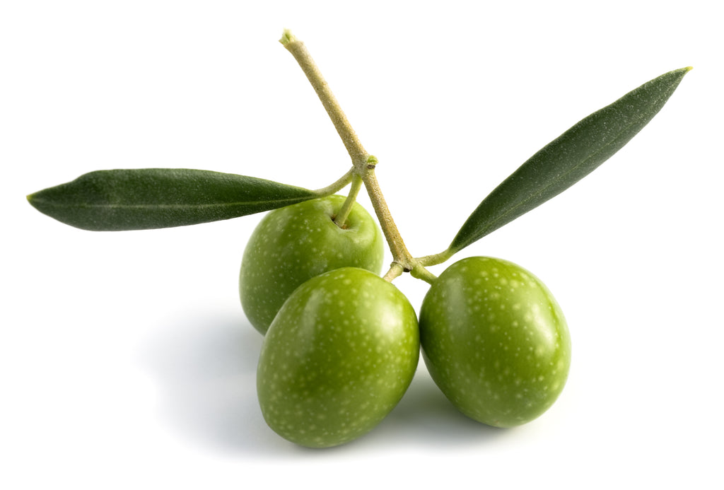 Manfaat Daun Zaitun (Olive)