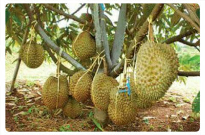 Cara menanam pokok durian monthong