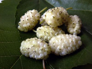 White Mulberry VS Red Mulberry