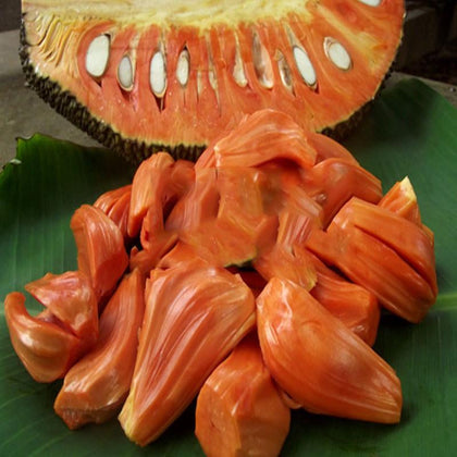 The jackfruit, also known as jack tree, fenne, jakfruit, or sometimes simply jack or jak, is a species of tree in the fig, mulberry, and breadfruit family native to South India