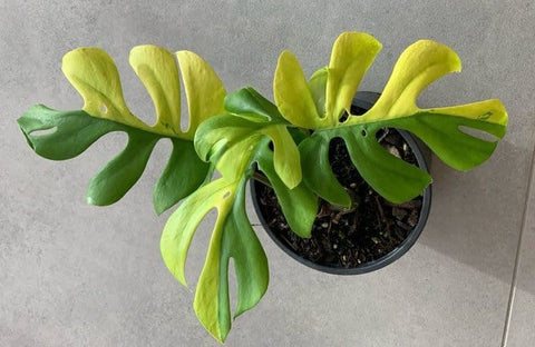 Buy Philodendron