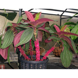 Medinilla Gregori Hambali - Malaysia Online Plant Nursery