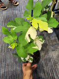 variegated fig plant