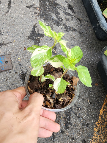 Variegated peppermint