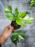 Raphidophora Tetrasperma Variegated - Malaysia Online Plant Nursery
