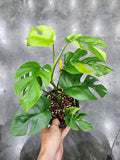 Raphidophora Tetrasperma Variegated - Malaysia Online Plant Nursery