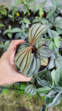 Medinilla Gregori Hambali - Malaysia Online Plant Nursery