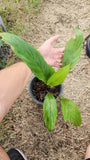 white batflower- malaysia online plant nursery