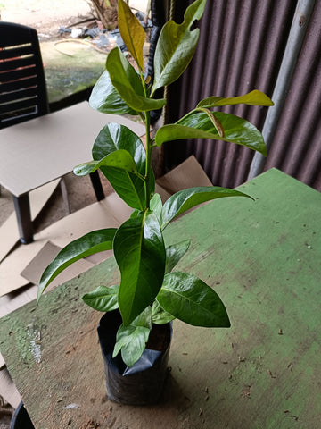 Black sapote chocolate pudding tree - Malaysia Online Plant Nursery