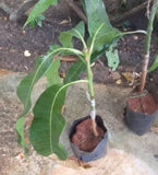 Black Mango - Malaysia Online Plant Nursery