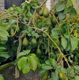 Avocado Bucaneer tree