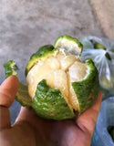 Sweet Dangsa lime - Malaysia Online Plant Nursery
