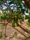 Sweet Dangsa lime - Malaysia Online Plant Nursery