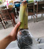 Banana Mahoi - Malaysia Online Plant Nursery