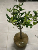 Olive Olea Europaea thicker trunk
