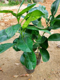 Pomelo Vietnam - Malaysia Online Plant Nursery