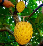 yellow sugar apple - malaysia online plant nursery