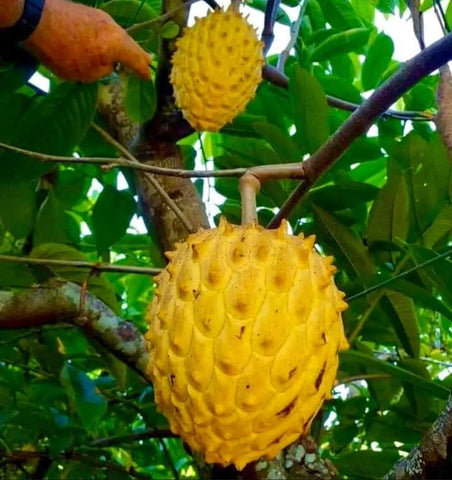 yellow sugar apple - malaysia online plant nursery