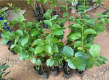 Persimmons tsurunoko plant