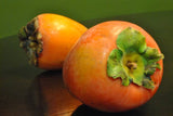 Persimmons tsurunoko plant