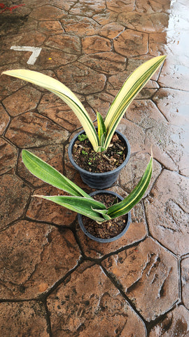 Sanseviera sinus zimbabwe R979 - Malaysia Online Plant Nursery