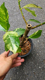 Variegated Fig Plant