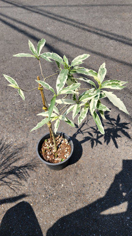 Baobab Variegated Tree - Malaysia Online Plant Nursery