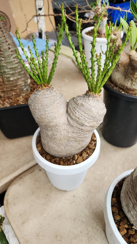Euphorbia Descidua - Malaysia Online Plant Nursery