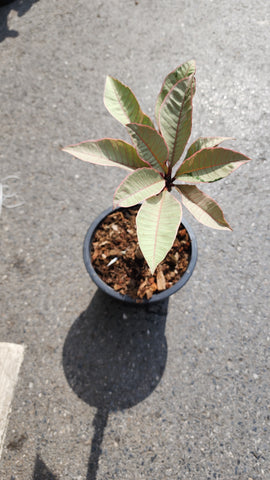 frangipani variegated - malaysia online plant nursery