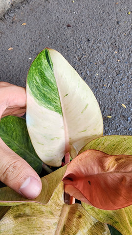 Philodendron Red Congo Mint Variegated