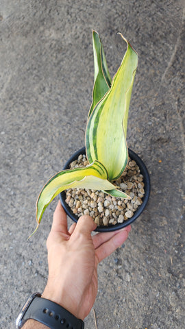 Sanseviera masoniana loma variegated - Malaysia Online Plant Nursery