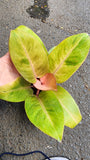 Philodendron Red Congo Mint Variegated