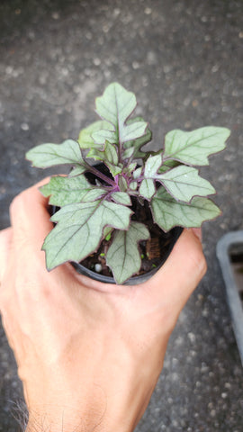 Gynura Calciphila - Malaysia Online Plant Nursery
