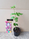 Tayberry Tree - Malaysia Online Plant Nursery