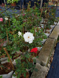 Thai Rose (Bunga Ros) - Malaysia Online Plant Nursery