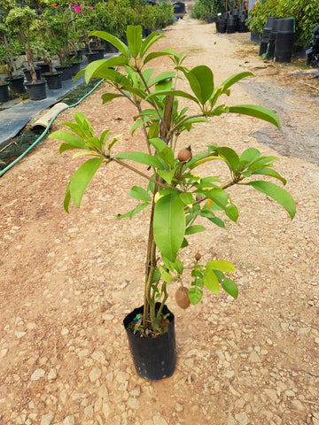 Pokok Ciku Subang - Nursery Kebun Bandar