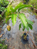 Pokok Mangga Chokanan - Malaysia Online Plant Nursery