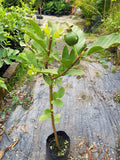Pokok Guava ChinZhu 珍珠
