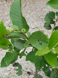 Pokok Guava ChinZhu 珍珠 - Malaysia Online Plant Nursery