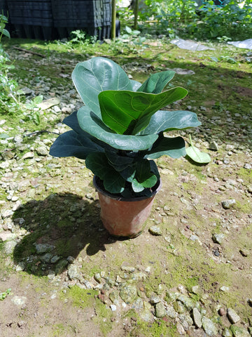 Ficus Homeplant - Nursery Kebun Bandar