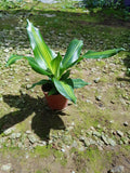 Dracaena Plant - Malaysia Online Plant Nursery