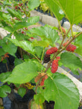 Mulberry Tree - Malaysia Online Plant Nursery