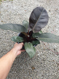 Philodendron Black Cardinal - Malaysia online plant nursery