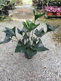 Anthurium Bintang Kejora - Malaysia Online Plant Nursery