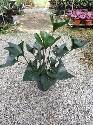 Anthurium Bintang Kejora - Malaysia Online Plant Nursery