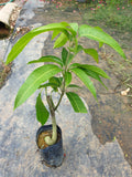 Pokok Mango Irwin - Malaysia Online Plant Nursery