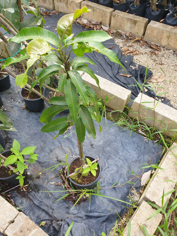 Pokok Mangga Gajah - Malaysia Online Plant Nursery